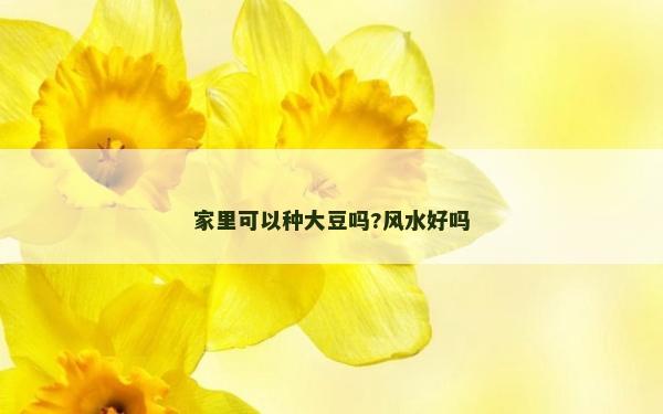 家里可以种大豆吗?风水好吗