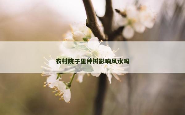 农村院子里种树影响风水吗