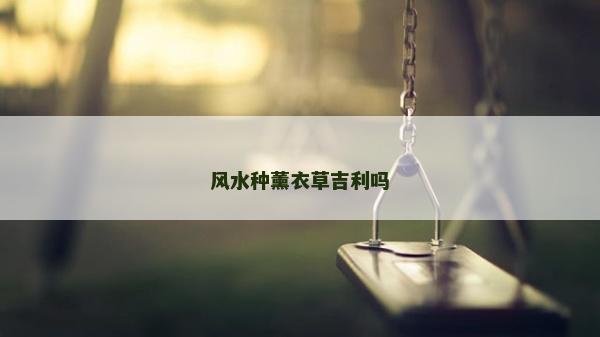 风水种薰衣草吉利吗