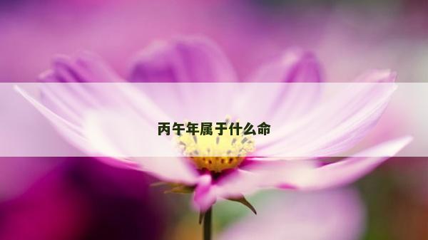 丙午年属于什么命
