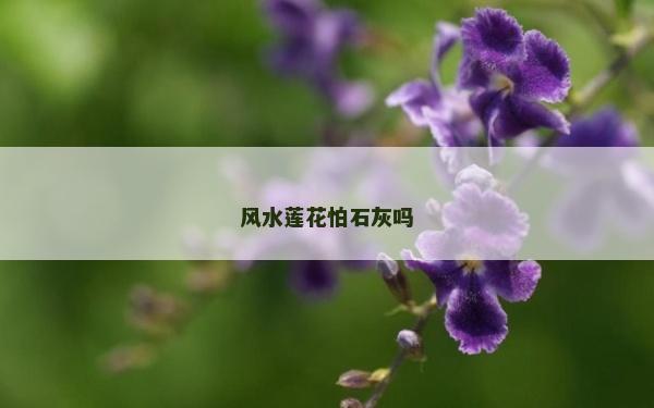 风水莲花怕石灰吗