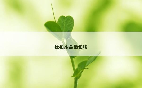 松柏木命最怕啥