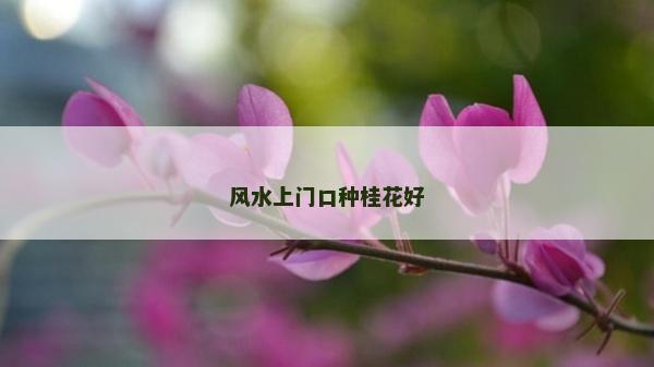 风水上门口种桂花好