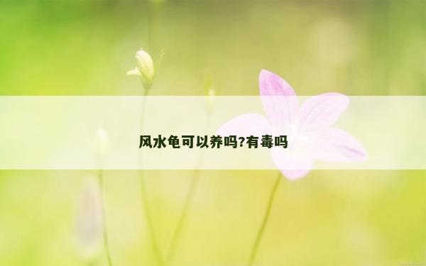 风水龟可以养吗?有毒吗