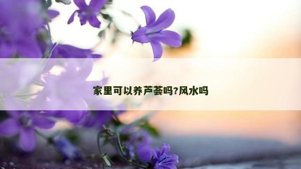 家里可以养芦荟吗?风水吗