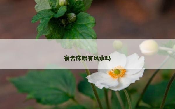 宿舍床幔有风水吗