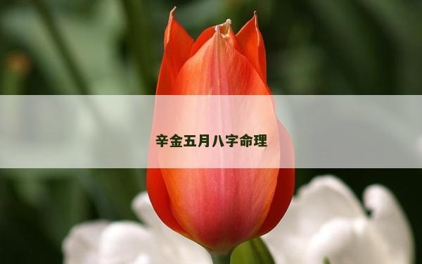辛金五月八字命理