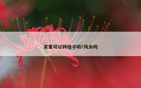 家里可以种桔子吗?风水吗