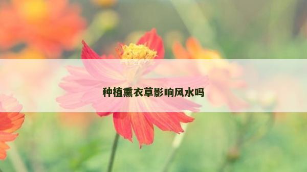 种植熏衣草影响风水吗