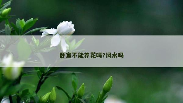 卧室不能养花吗?风水吗
