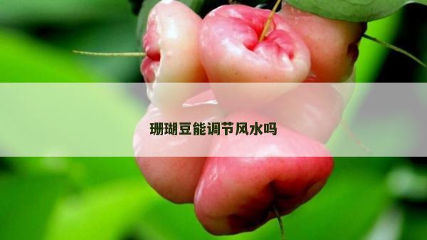 珊瑚豆能调节风水吗