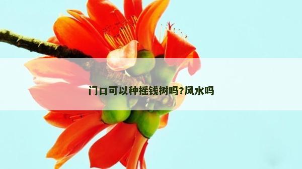 门口可以种摇钱树吗?风水吗