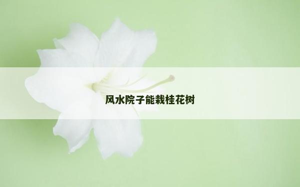 风水院子能栽桂花树