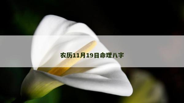 农历11月19日命理八字