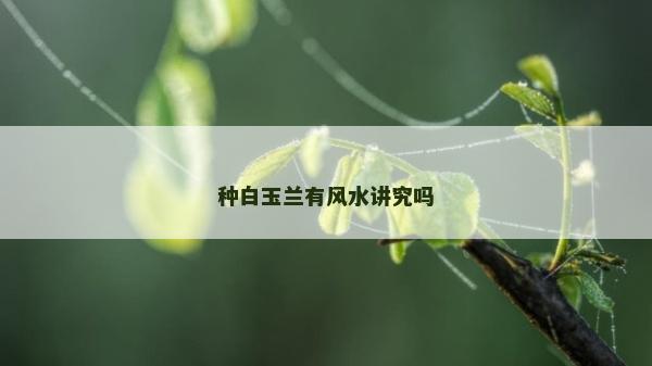 种白玉兰有风水讲究吗