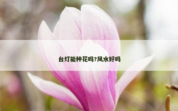 台灯能种花吗?风水好吗