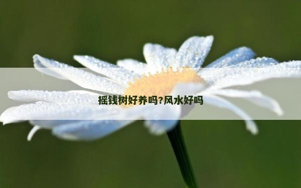 摇钱树好养吗?风水好吗