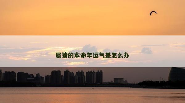 属猪的本命年运气差怎么办