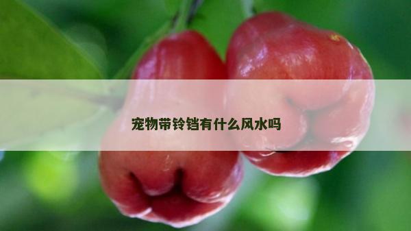 宠物带铃铛有什么风水吗