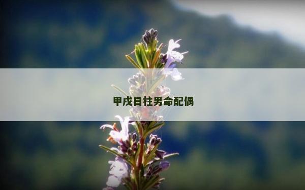 甲戌日柱男命配偶