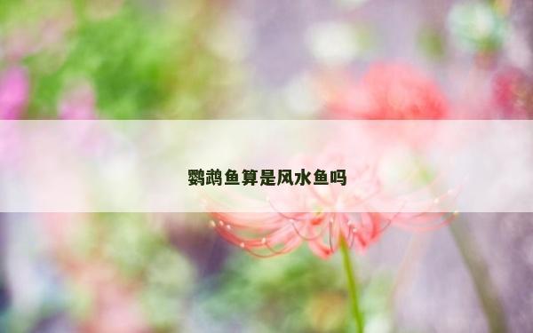 鹦鹉鱼算是风水鱼吗