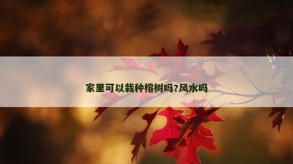 家里可以栽种榕树吗?风水吗
