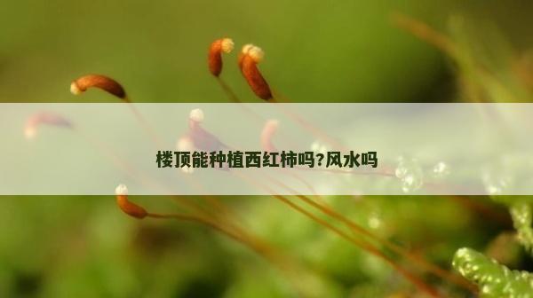 楼顶能种植西红柿吗?风水吗