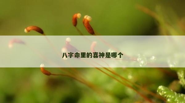 八字命里的喜神是哪个