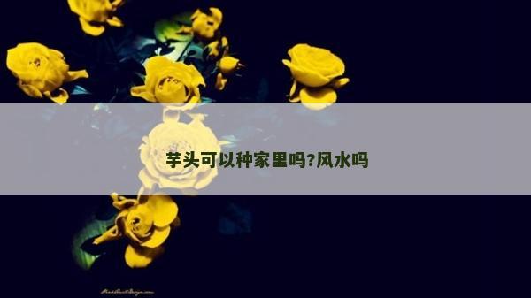 芋头可以种家里吗?风水吗