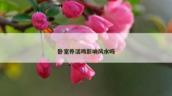卧室养活鸡影响风水吗