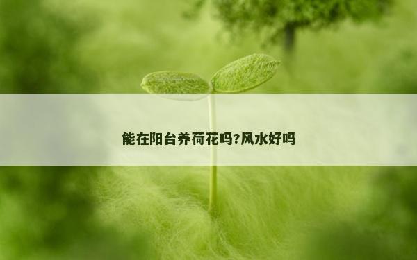 能在阳台养荷花吗?风水好吗