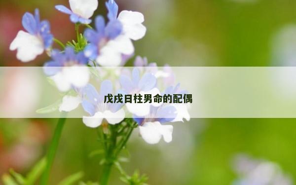 戊戌日柱男命的配偶