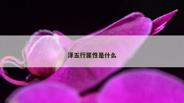 泽五行属性是什么