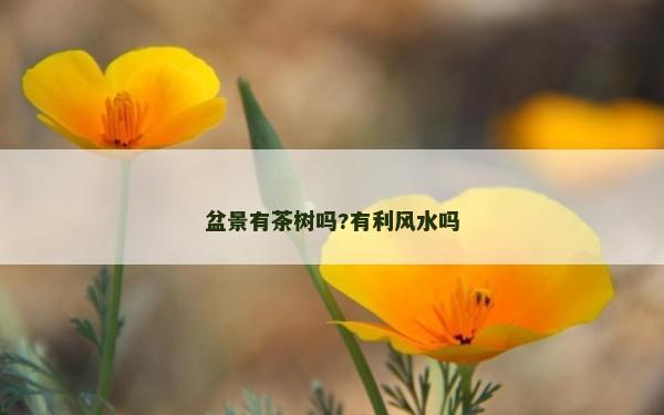 盆景有茶树吗?有利风水吗