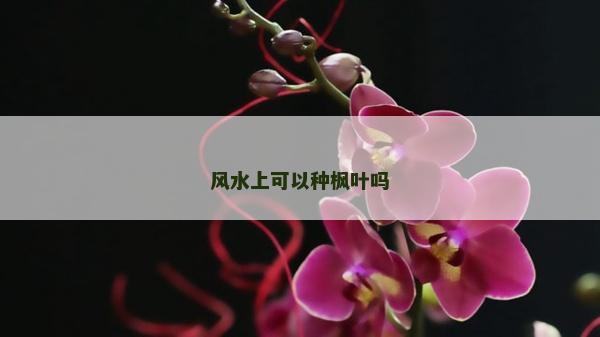 风水上可以种枫叶吗