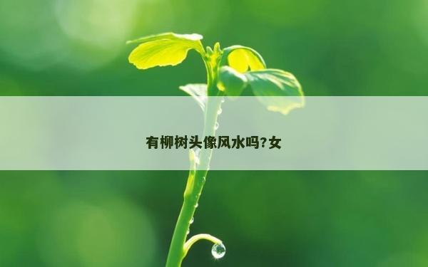 有柳树头像风水吗?女