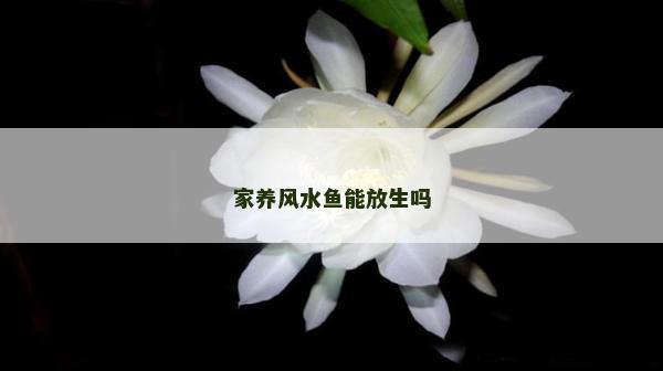 家养风水鱼能放生吗