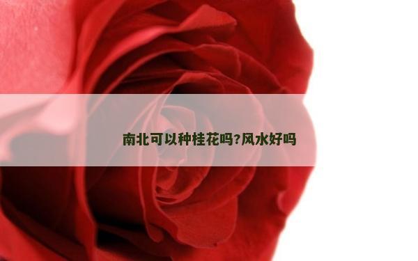 南北可以种桂花吗?风水好吗