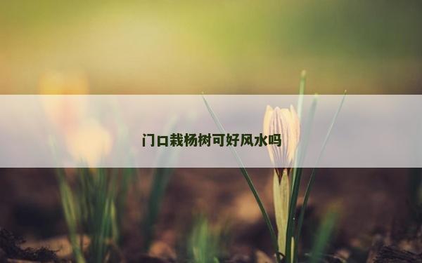 门口栽杨树可好风水吗