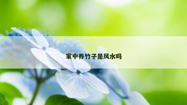 家中养竹子是风水吗