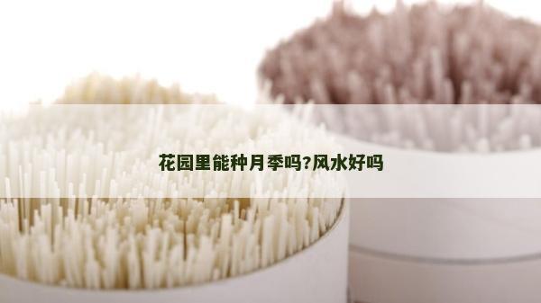 花园里能种月季吗?风水好吗