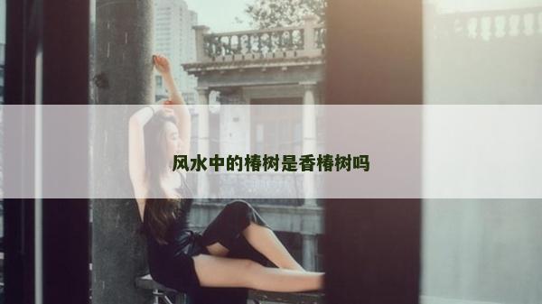 风水中的椿树是香椿树吗