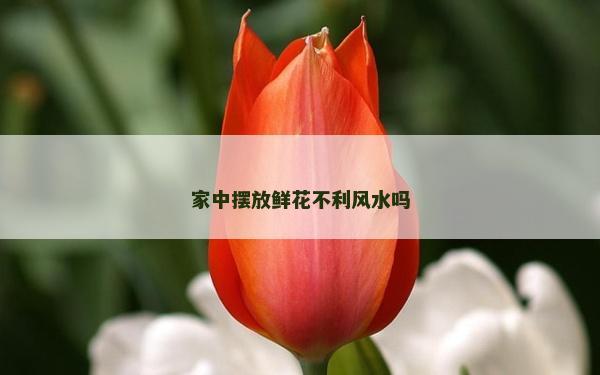 家中摆放鲜花不利风水吗