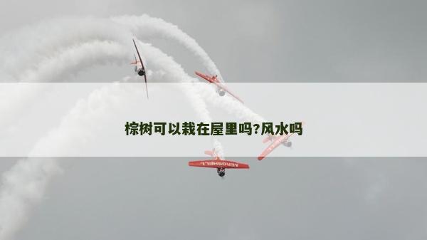 棕树可以栽在屋里吗?风水吗