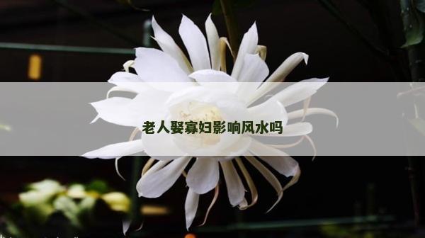 老人娶寡妇影响风水吗