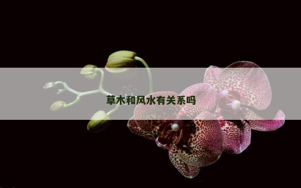草木和风水有关系吗
