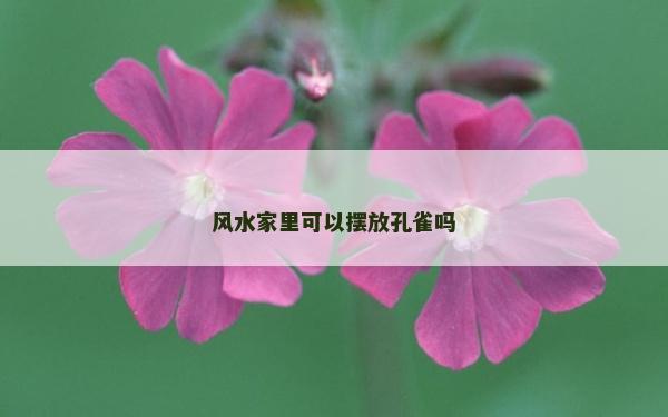 风水家里可以摆放孔雀吗