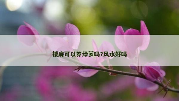 楼房可以养绿萝吗?风水好吗