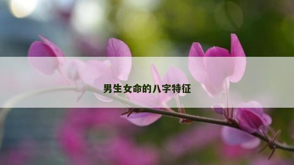 男生女命的八字特征