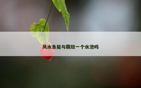 风水鱼能与藕放一个水池吗